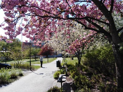 A lady photographs cherry trees in the school yard of Sankt Petri.jpg