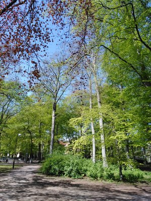 Copper beech and ordinary beech in the park of Rönneholmsparken.jpg