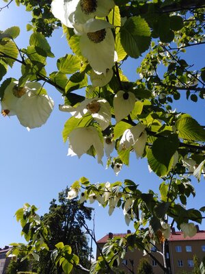 Detalj av näsduksträd.jpg