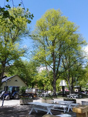 Nyutslagen lind i Folkets Park.jpg