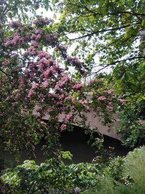 Closeup of the pink hawthorn.jpg