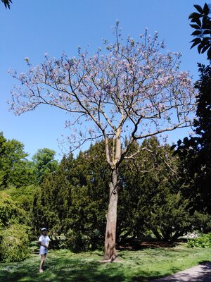 Kejsarträd i Kungsparken med student.jpg
