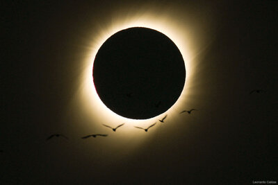 BirdsEclipse_Caldas_960.jpg