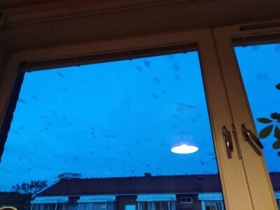 Rooks and jackdaws outside my window.jpg