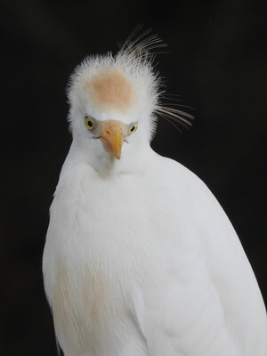 Cattle Egret