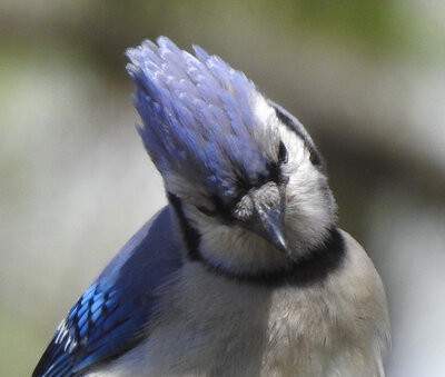 Blue Jay