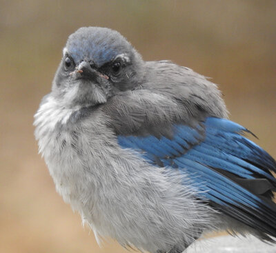 Scrub Jay