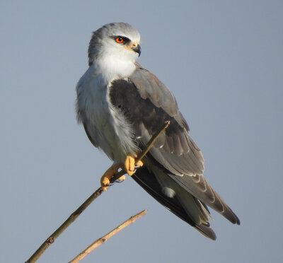 Black-shouldered Kite