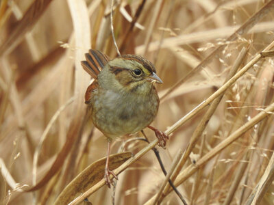 Swamp Sparrow