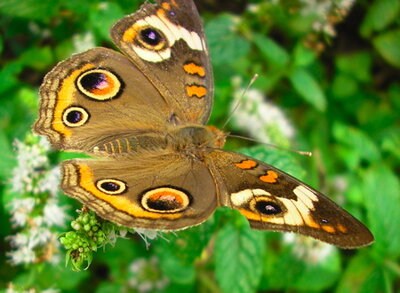 Buckeye on mint