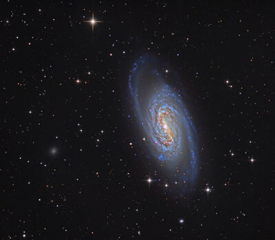 NGC2903_S1_CBS_LHE2_CurvesMid_Desat_Noise_Levels_Crop_SS_USM50_8_5_SCBlueMagenta.jpg