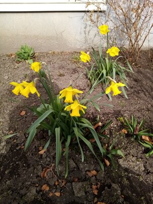 Daffodils March 22 2021.jpg