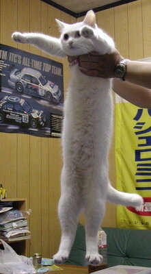 longcat.jpg