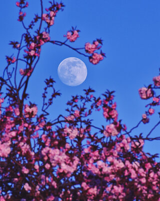 pink_moon1024.jpg