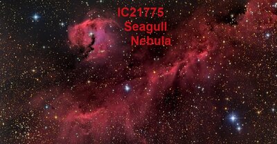 IC2177Seagull_boren900.jpg