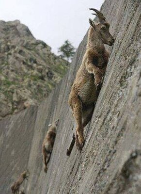 Wall-Climbing+Mountain+Goats.jpg