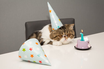 cat-birthday.jpg