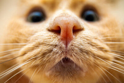 cat-close-up-picture-id1063469124.jpg