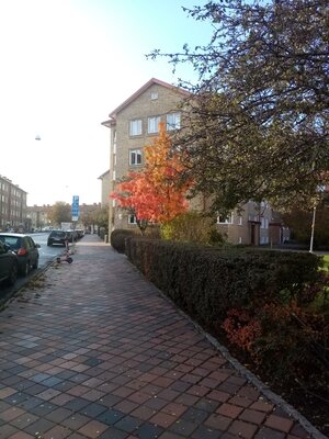 Rowan tree close to where I live.jpg