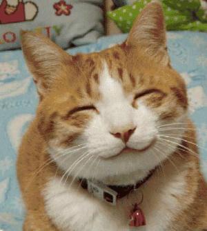 relieved-happy-cat.jpg