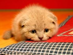 6783c2fe268f21e0bc8dec8d877ba492--sad-kitty-kitty-cats.jpg