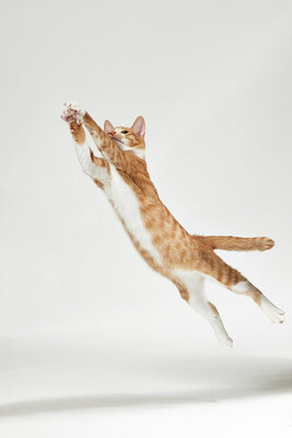 jumping-kitten-akimasa-harada.jpg