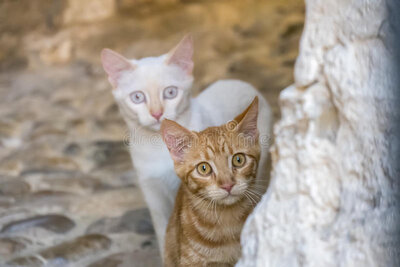 two-cats-watching-intently-scared-59713174.jpg