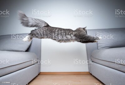jumping-cat-picture-id1170788665.jpg