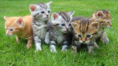 animals-cats-cute-feline-thumbnail.jpg