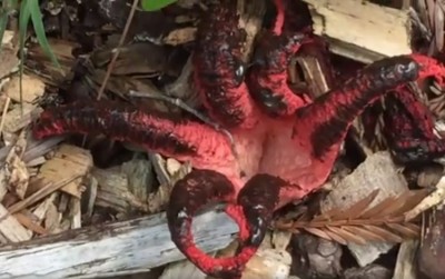 Devil's fingers fungus.jpg