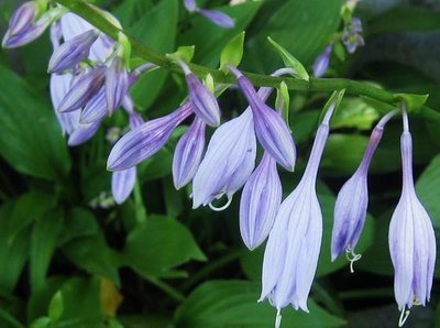 hosta in bloom