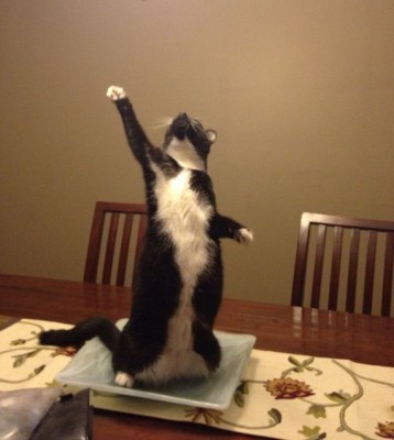 30-Cats-Standing.jpg