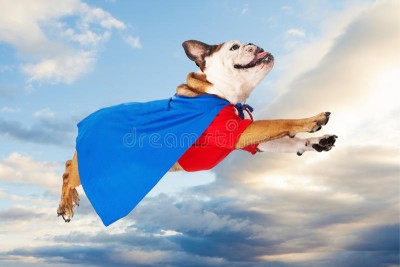 superhero-dog-flying-clouds-funny-bulldog-dressed-as-super-hero-red-shirt-blue-cape-sky-48240315.jpg