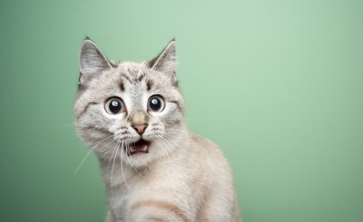 surprised-cat.jpg