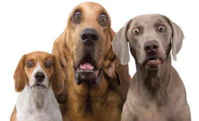 Hilariously-Surprised-Dogs-510x310.jpg