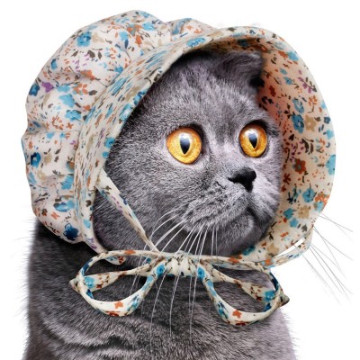 cat-bonnet-1-3514758907.jpg