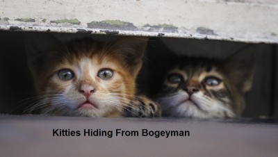 two-cats-hiding-space.jpg
