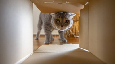 curious-cat-looking-in-a-box-960x540.jpg