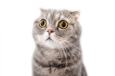 cat-looking-shocked.jpg