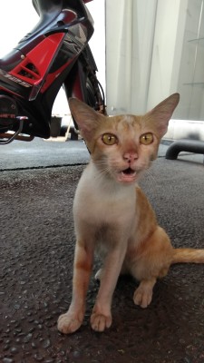 Surprised_orange_cat.jpg