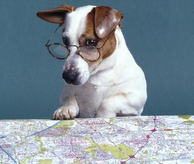 map-reading-dog.jpg