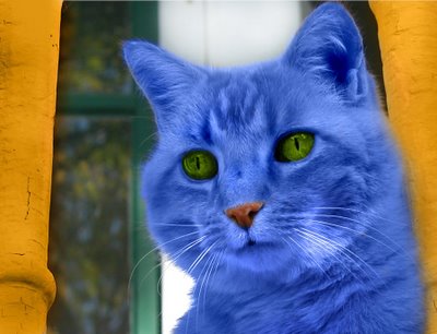 blue-cat1.jpg