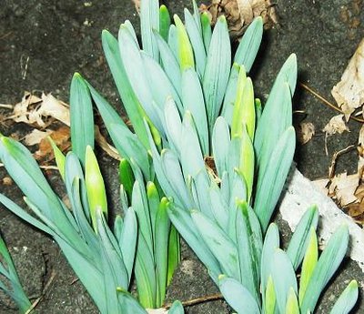 daffodils 002.jpg