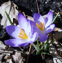 crocus 001.jpg