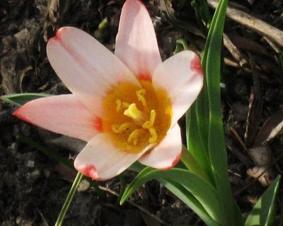 tulip 004.jpg