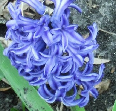 hyacinth 001.jpg