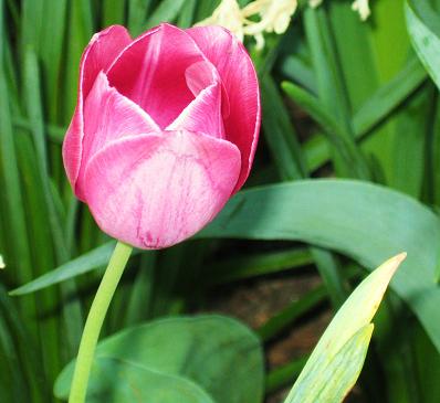 tulip 005.jpg