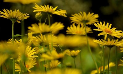 doronicum forest 500 starstruck.jpg