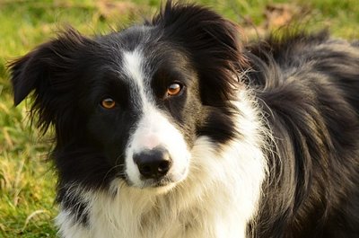 tess the border collie.jpg