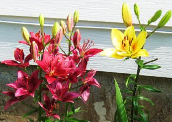 lilies 001.jpg